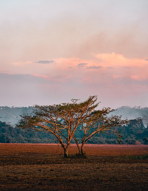 Soil scientist examining soil moisture sensor data in agricultural field